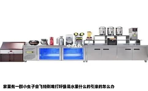 家里有一群小虫子会飞特别难打好像是水果什么的引来的怎么办