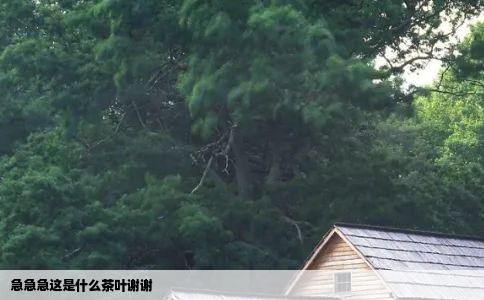 急急急这是什么茶叶谢谢