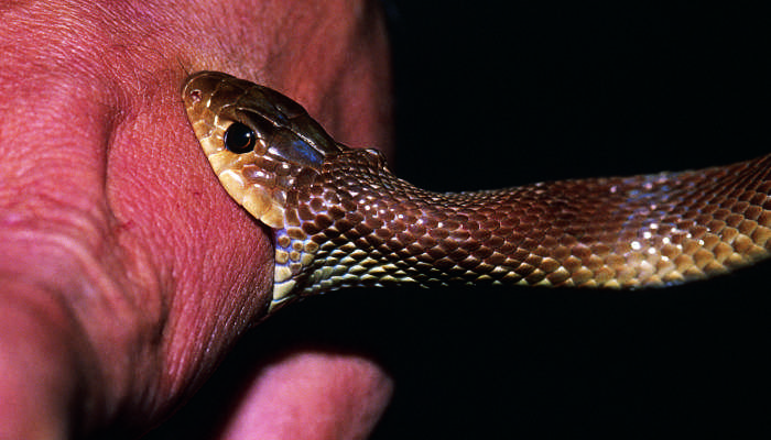 最吉利的十种梦见蛇最吉利的十种梦见蛇是什么预兆