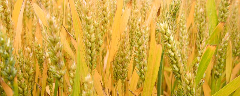 梦到种小麦代表什么？梦到小麦到底...梦到小麦预示着什么