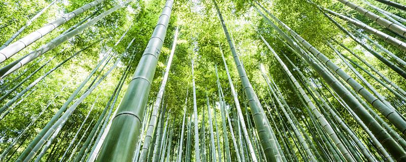 梦见竹子事业将会更上一层楼做梦梦见竹子预示着什么