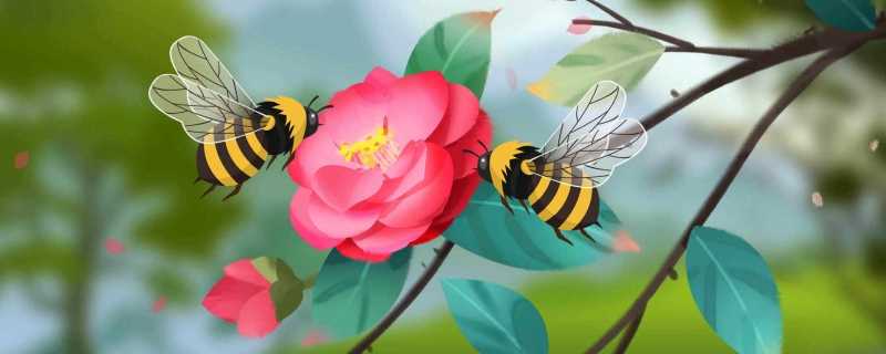 蜜蜂靠什么采蜜蜜蜂为什么要采蜜