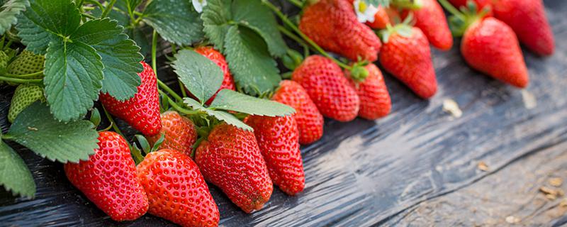 梦见吃烂草莓是什么意思梦见吃烂草莓代表了什么