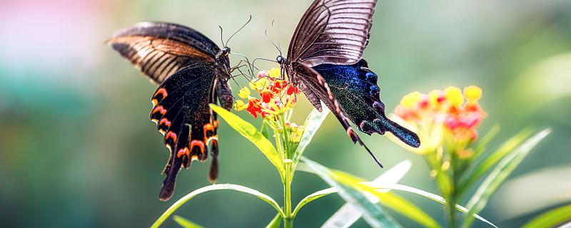 梦见蝴蝶在身旁飞是什么预兆梦见蝴蝶在身旁飞是什么意思