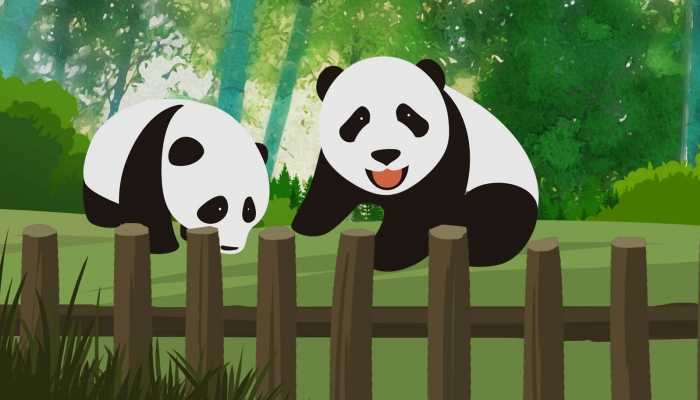 死亡野生大熊猫为成年雌性官方通报死亡大熊猫核查情况